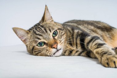 Evdeki yatakta yatan güzel kısa saçlı kedi.