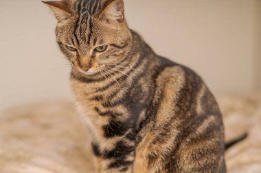 Evdeki yatakta yatan güzel kısa saçlı kedi.