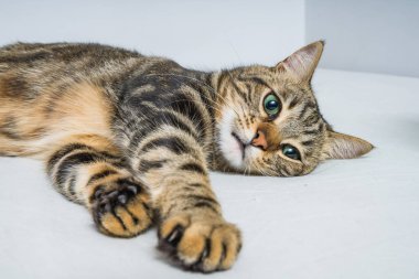 Evdeki yatakta yatan güzel kısa saçlı kedi.