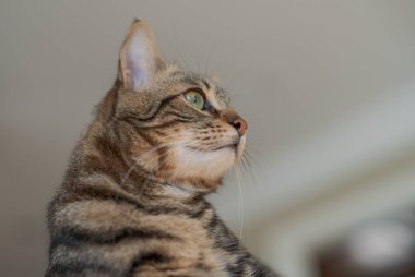 Kısa saç sevimli kedi evde meraklı ve snooping seyir