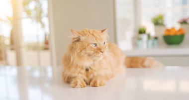 Güneşli bir günde evde mutfak masanın üzerinde yatan güzel kızıl uzun saçlarını kedi
