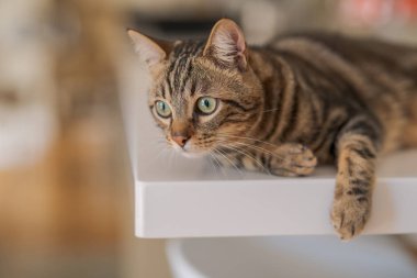 Güzel kısa saç kedi evde beyaz masanın üzerinde yatan