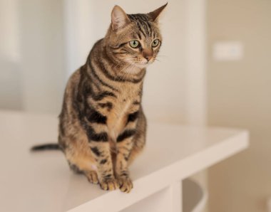 Evde beyaz masaya oturan güzel kısa saç kedi