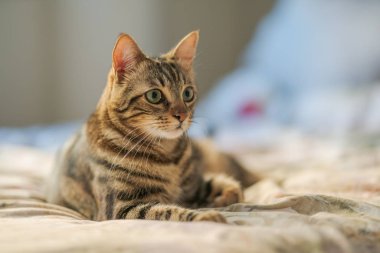 Evdeki yatakta yatan güzel kısa saçlı kedi.