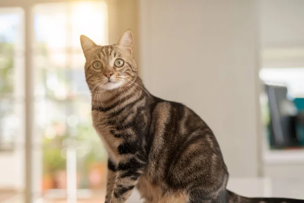 Schöne Kurzhaarkatze Sitzt Auf Weißem Tisch Hause — Stockfoto