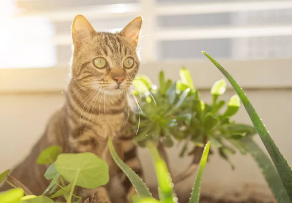 Schöne Kurzhaarkatze Spielt Mit Pflanzen Garten Einem Sonnigen Tag Hause — Stockfoto