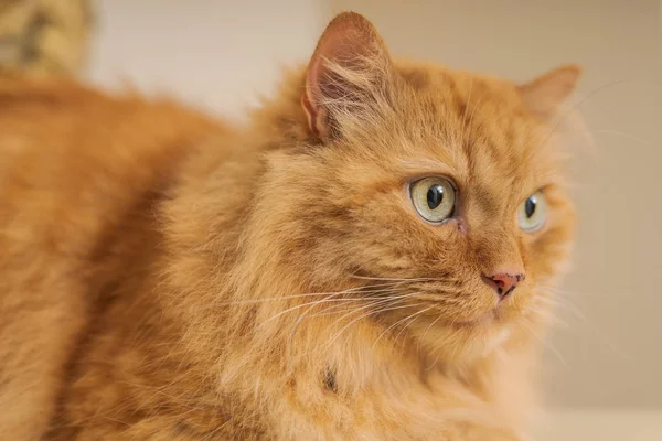 Evde Masaya Oturan Güzel Kızıl Uzun Saçlarını Kedi — Stok fotoğraf