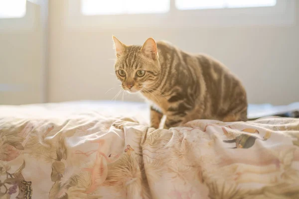 Bellissimo Gatto Pelo Corto Sdraiato Sul Letto Casa — Foto Stock