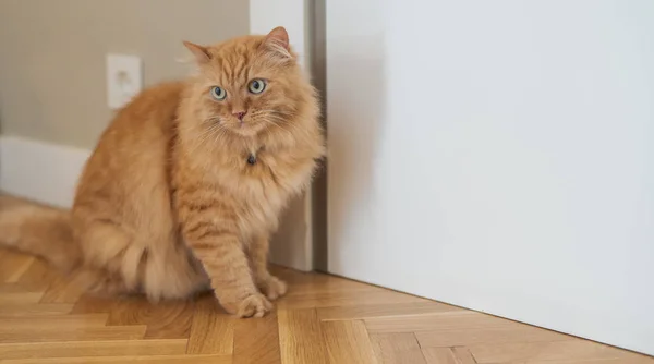 집에서 바닥에 주위를 고양이 — 스톡 사진