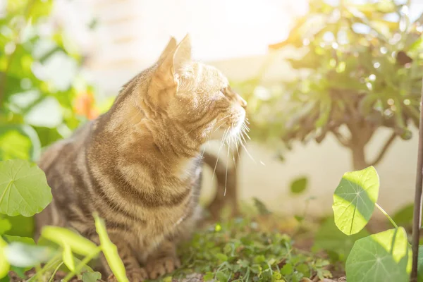 Hermoso Gato Pelo Corto Jugando Con Plantas Jardín Día Soleado — Foto de Stock