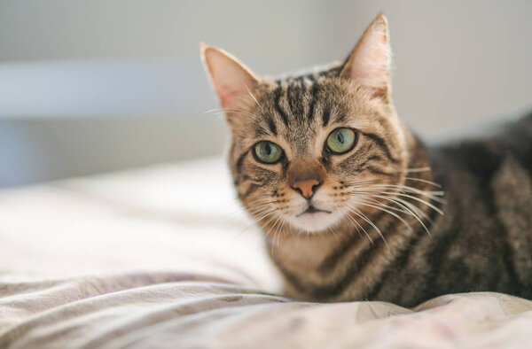 Beautiful short hair cat lying on the bed at home