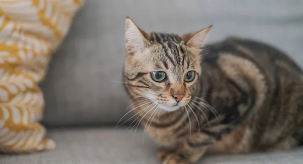 Beau Chat Cheveux Courts Couché Sur Canapé Maison — Photo