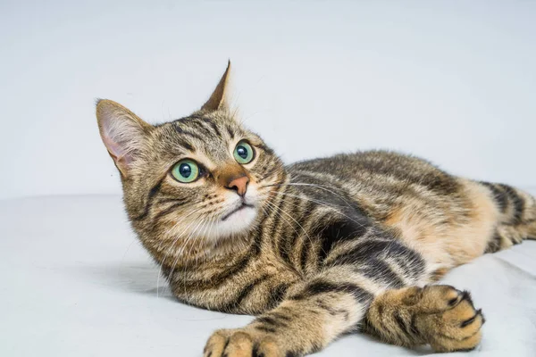 Beau Chat Cheveux Courts Couché Sur Lit Maison — Photo