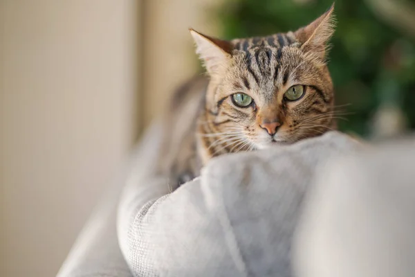 Vackra Kort Hår Katt Liggande Soffan Hemma — Stockfoto