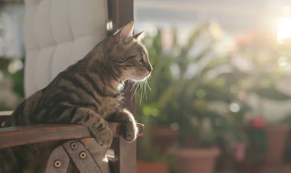 Cute Short Hair Cat Garden Sitting Chair Outdoors Playing Sunny — Stock Photo, Image