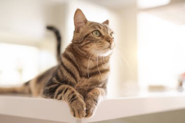 Güzel kısa saç kedi evde beyaz masanın üzerinde yatan