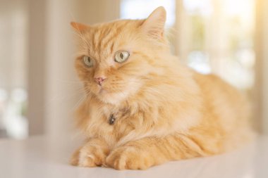 Güneşli bir günde evde mutfak masanın üzerinde yatan güzel kızıl uzun saçlarını kedi