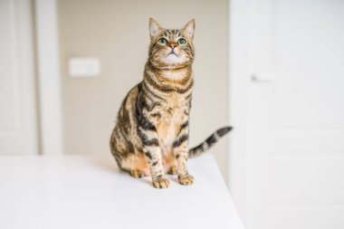 Kısa saç sevimli kedi evde meraklı ve snooping seyir