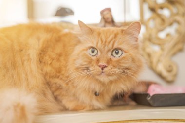 Evde masaya oturan güzel kızıl uzun saçlarını kedi