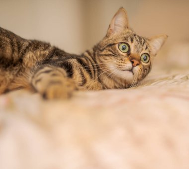 Evdeki yatakta yatan güzel kısa saçlı kedi.