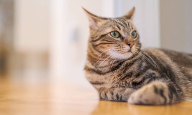 Güzel kısa saç kedi evde yerde yatarken