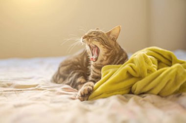 Evdeki yatakta yatan güzel kısa saçlı kedi.