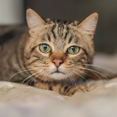 Evdeki yatakta yatan güzel kısa saçlı kedi.