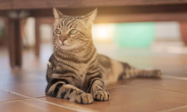 Hermoso Gato Pelo Corto Jugando Acostado Suelo Jardín Casa — Foto de Stock