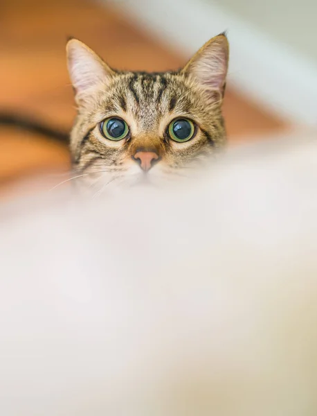 Cute Short Hair Cat Looking Curious Snooping Home Playing Hide — Stock Photo, Image