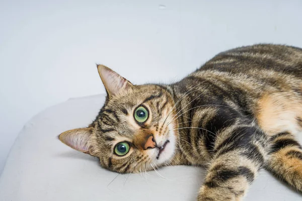 Beau Chat Cheveux Courts Couché Sur Lit Maison — Photo