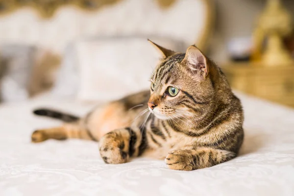 Hermoso Gato Pelo Corto Acostado Cama Casa — Foto de Stock