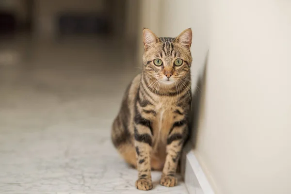 Güzel Kısa Saç Kedi Evde Yerde Yatarken — Stok fotoğraf