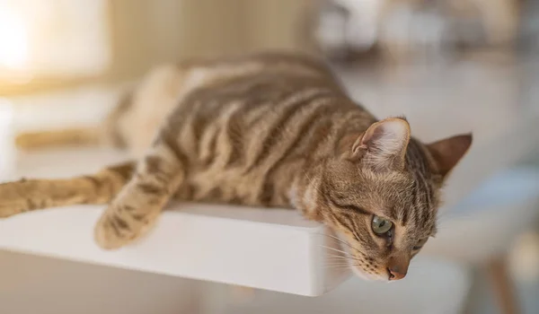 Bellissimo Gatto Pelo Corto Sdraiato Sul Tavolo Bianco Casa — Foto Stock