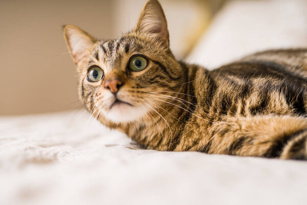 Beautiful short hair cat lying on the bed at home