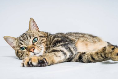 Evdeki yatakta yatan güzel kısa saçlı kedi.