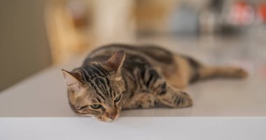 Güzel kısa saç kedi evde beyaz masanın üzerinde yatan