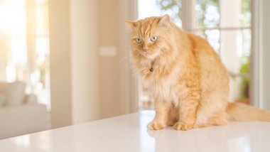 Güneşli bir günde evde mutfak masanın üzerinde yatan güzel kızıl uzun saçlarını kedi