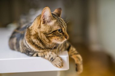 Güzel kısa saç kedi evde beyaz masanın üzerinde yatan