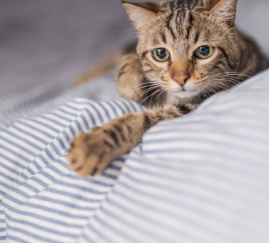 Evdeki yatakta yatan güzel kısa saçlı kedi.