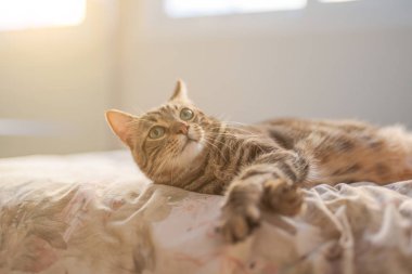 Evdeki yatakta yatan güzel kısa saçlı kedi.