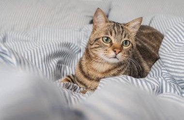 Evdeki yatakta yatan güzel kısa saçlı kedi.