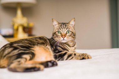 Evdeki yatakta yatan güzel kısa saçlı kedi.