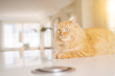 Güneşli bir günde evde mutfak masanın üzerinde yatan güzel kızıl uzun saçlarını kedi