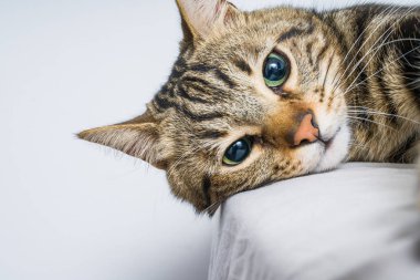 Evdeki yatakta yatan güzel kısa saçlı kedi.