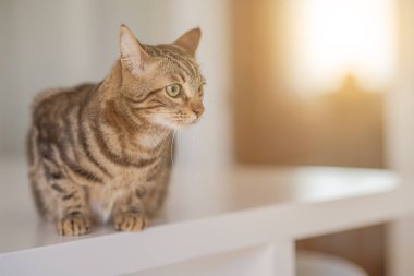 Evde beyaz masaya oturan güzel kısa saç kedi