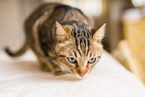 Hermoso Gato Pelo Corto Acostado Cama Casa — Foto de Stock