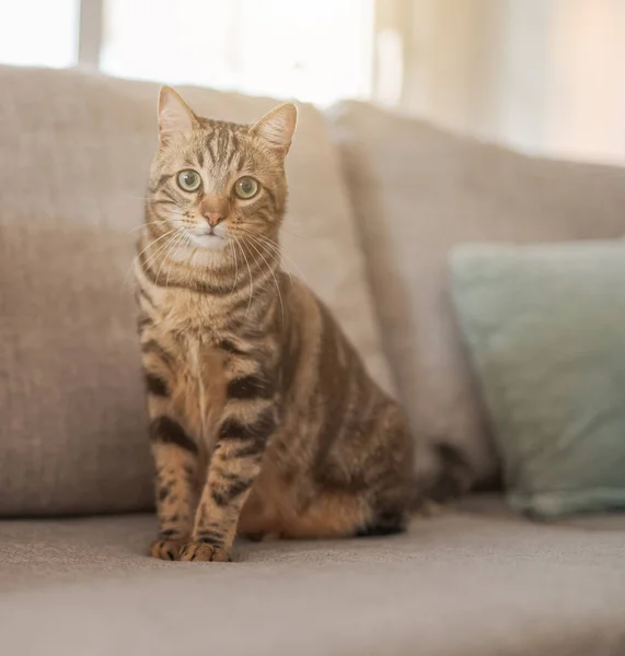 Piękne Włosy Krótkie Kot Leżący Kanapie Domu — Zdjęcie stockowe