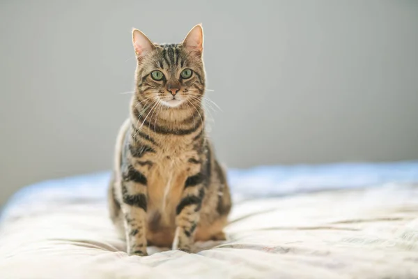 Mooi Kort Haar Kat Liggend Het Bed Thuis — Stockfoto