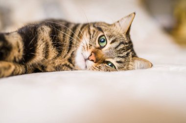Evdeki yatakta yatan güzel kısa saçlı kedi.