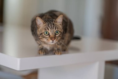 Evde beyaz masaya oturan güzel kısa saç kedi